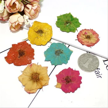 6шт творчески натурални сушени рози цвете проба растения са изписани конектори САМ bookmark фоторамка живопис декоративен материал